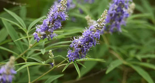 SAUZGATILLO (AGNUS CASTUS) - COMO AFECTA TU CICLO